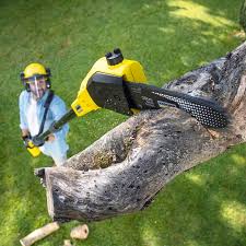 Best Lawn Mowing  in Rockville, MN