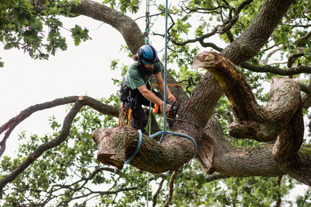 Best Tree Risk Assessment  in Rockville, MN