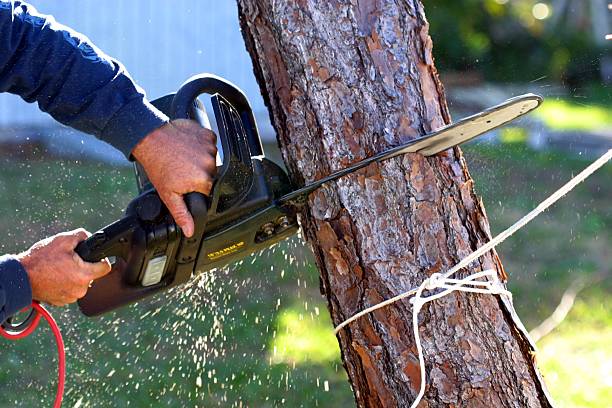 Best Palm Tree Trimming  in Rockville, MN