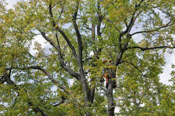 Best Tree Cabling and Bracing  in Rockville, MN